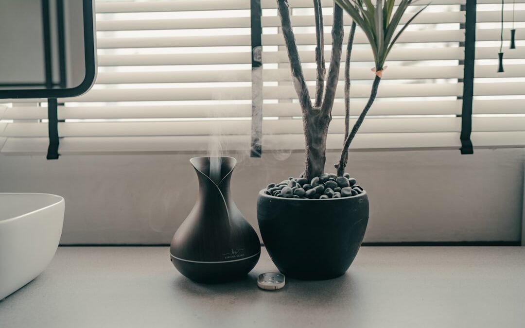 Welke kamerplanten houden van schaduw?