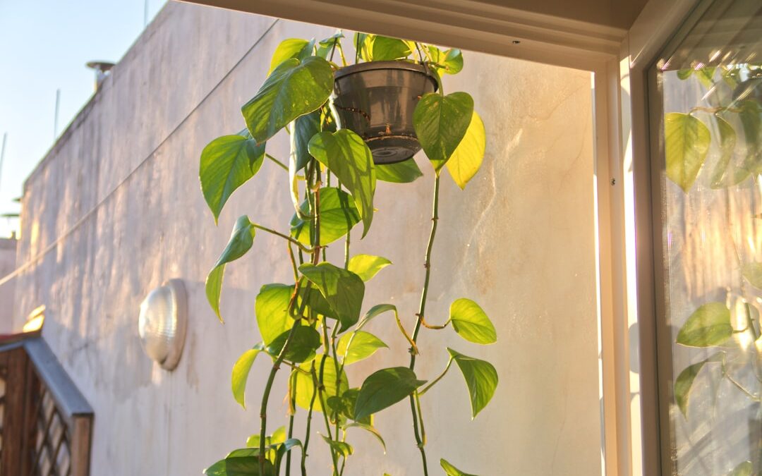 Beste kamerplant verzorging apps
