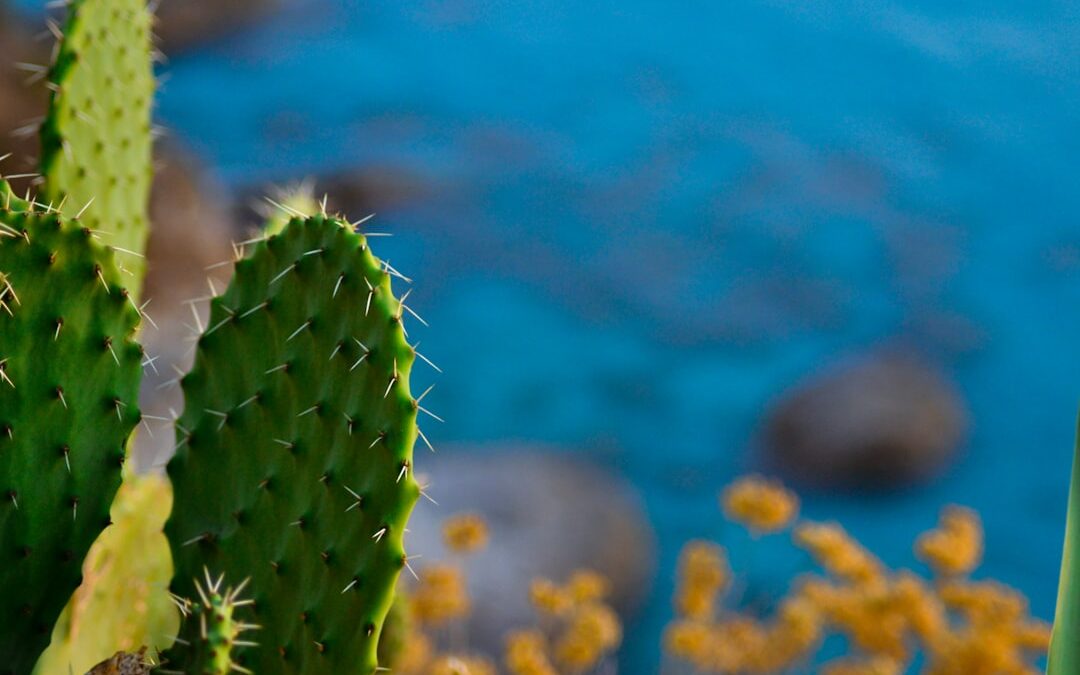 Hoe vaak moet je cactussen water geven?