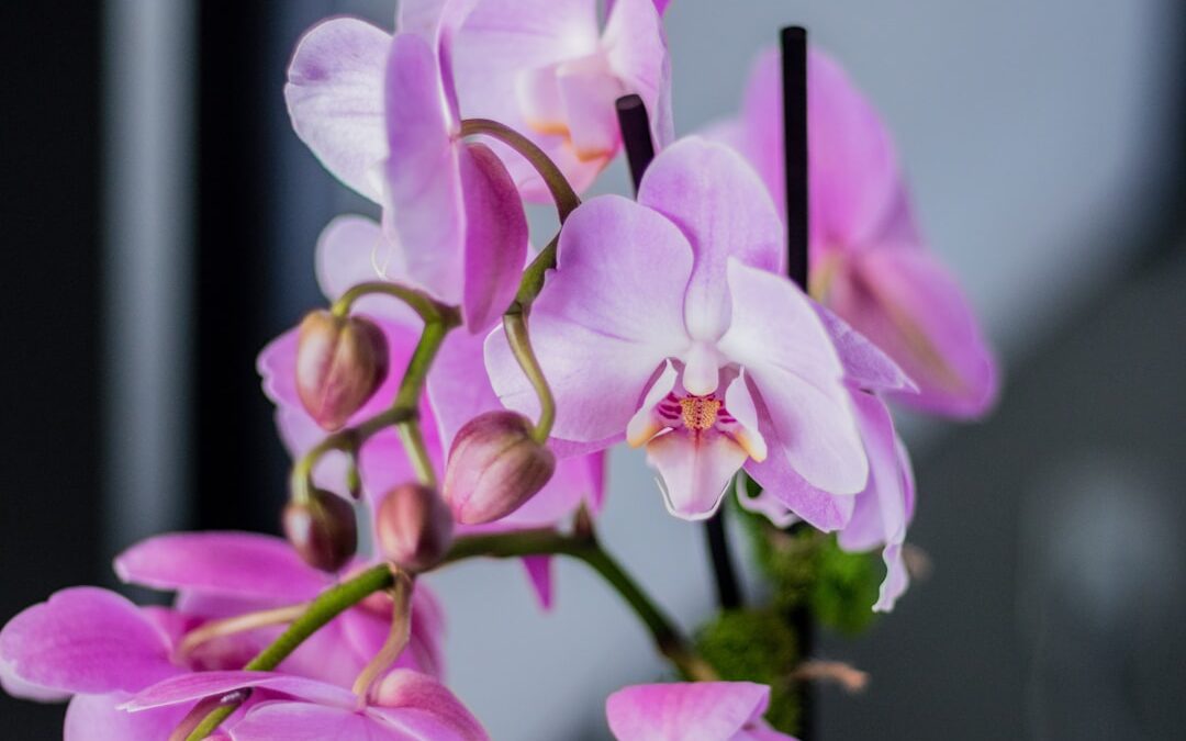 Hoe vaak moet je orchideeën water geven?