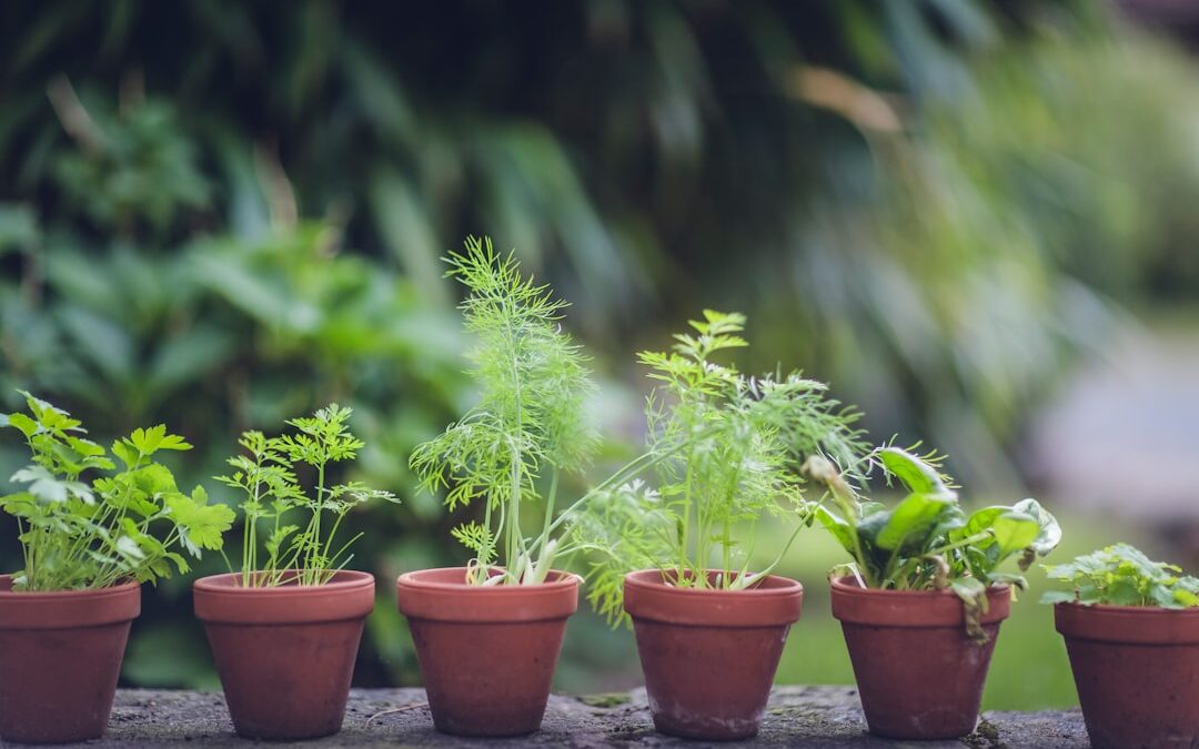 Beste planten voor mensen met hooikoorts