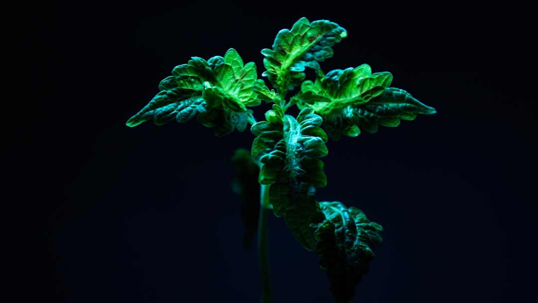 Kamerplanten die je immuunsysteem versterken
