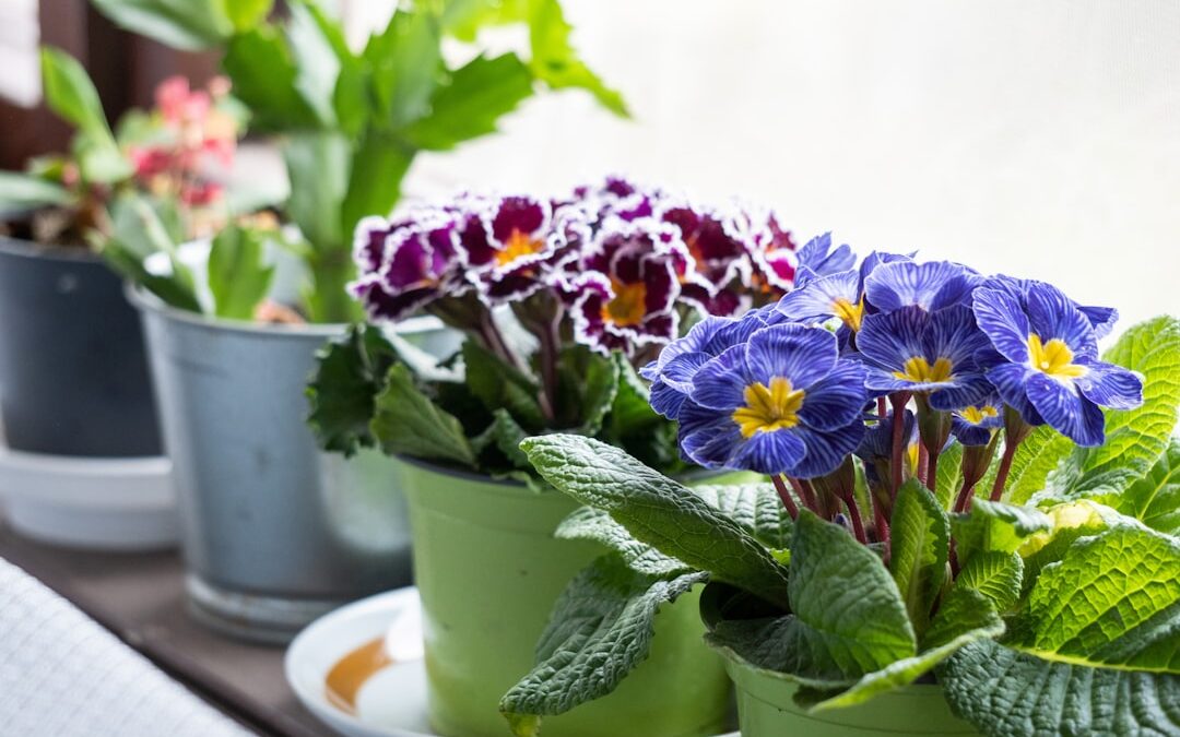 Welke planten moet je snoeien in de lente?