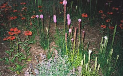 Kamerplanten die lang bloeien