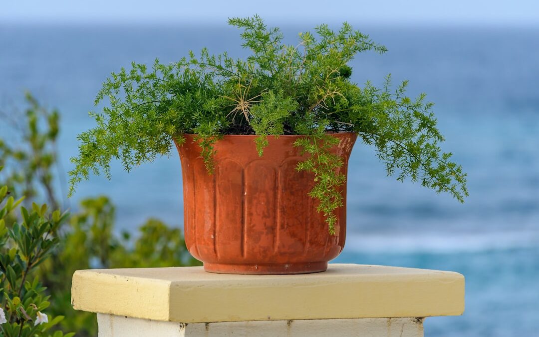 Planten verzorgen op vakantie: zo doe je dat