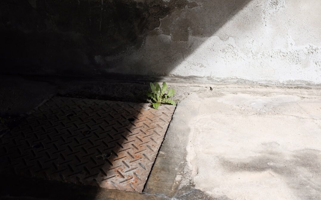 Beste tijd om planten te verpotten