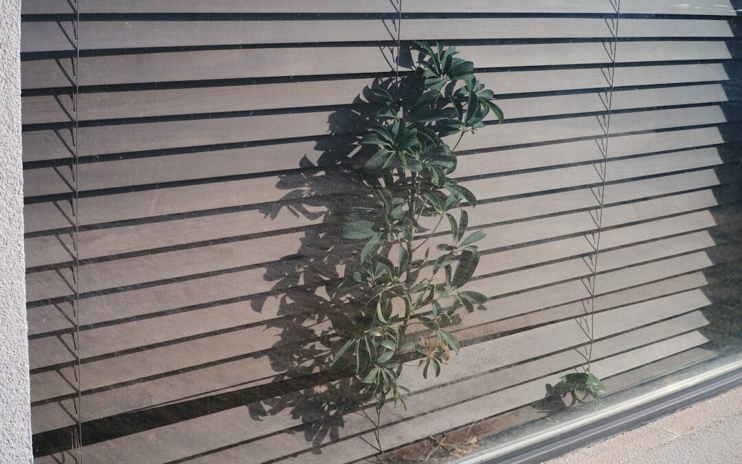 Planten voor vensterbanken op het zuiden