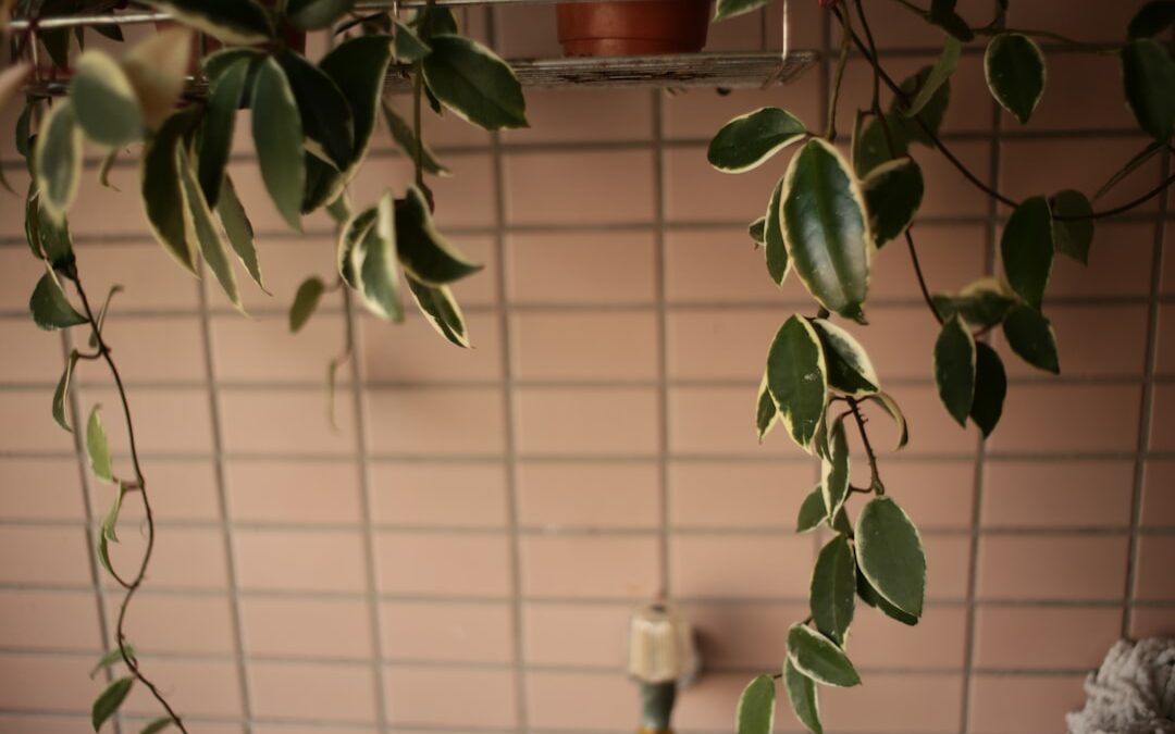 Planten decoreren met macramé hangers