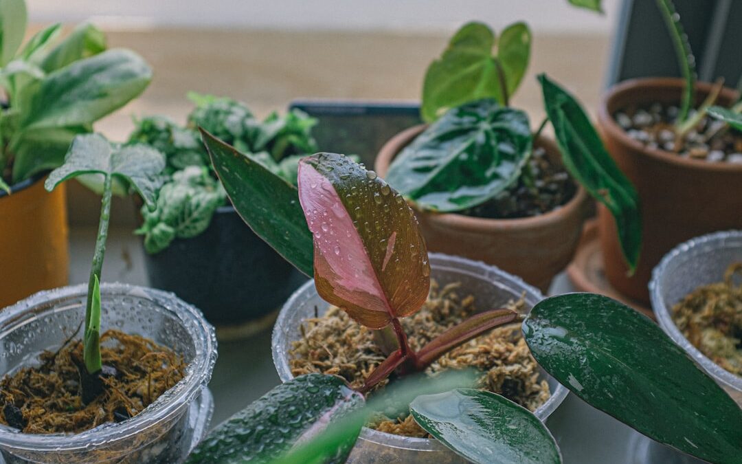 Welke planten verbeteren focus bij studie?