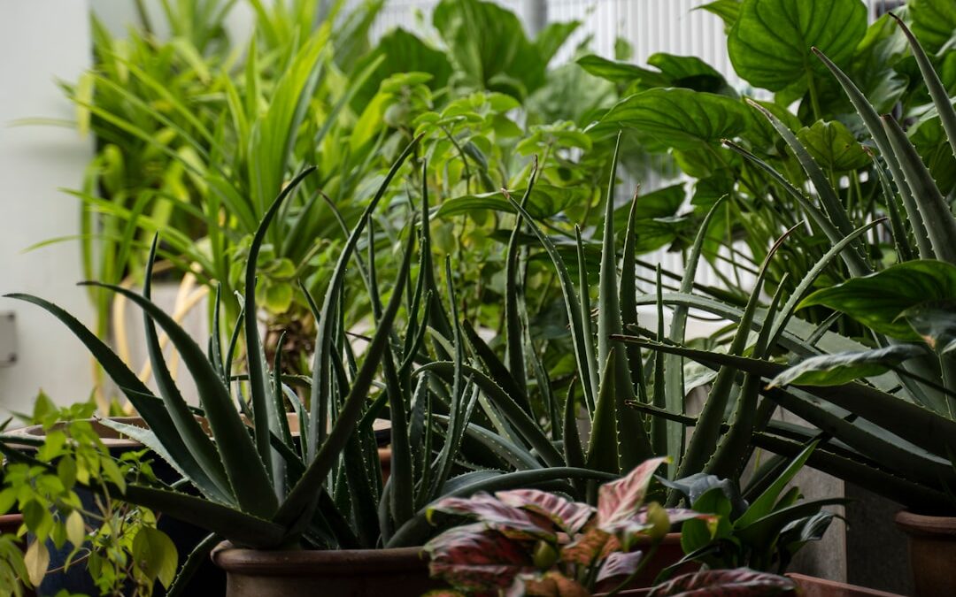 Zijn kunstplanten ongezond in huis?