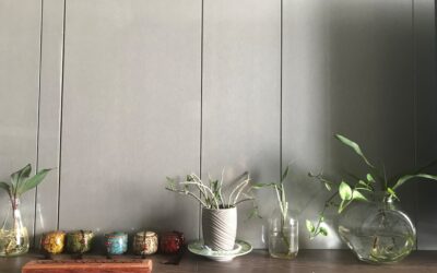 Beste kamerplanten voor beginners