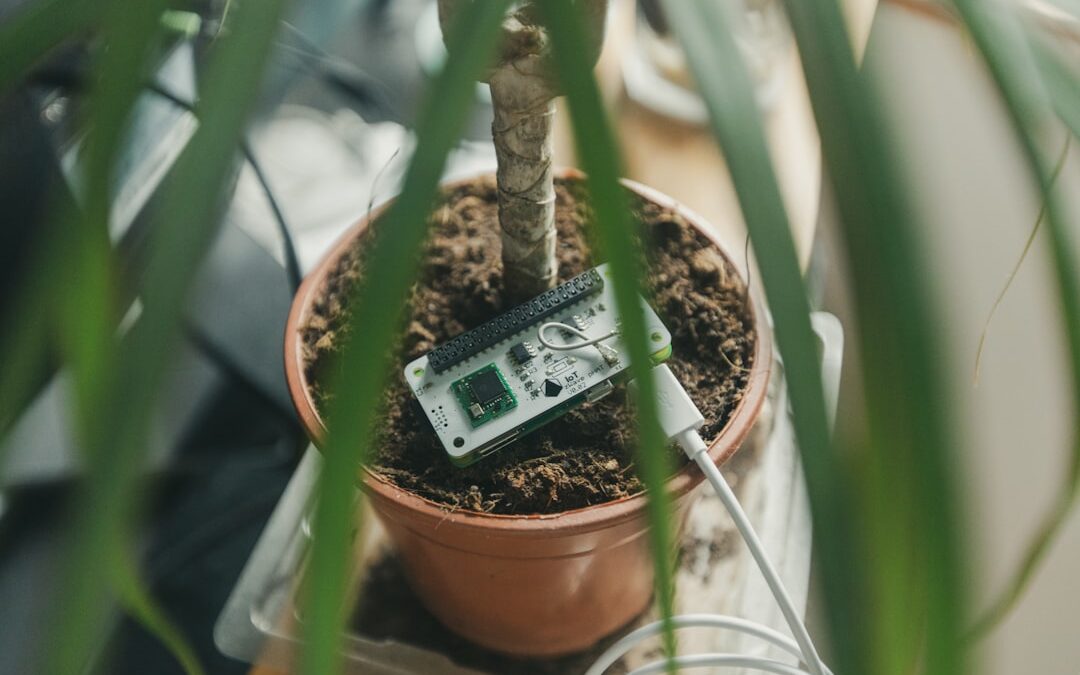 Hoe voorkom je dat planten te snel uitdrogen?