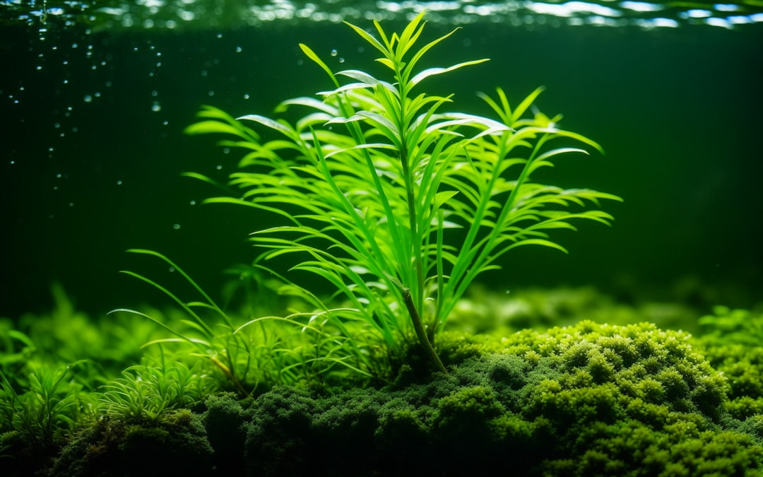 Welke planten kunnen goed tegen weinig water?