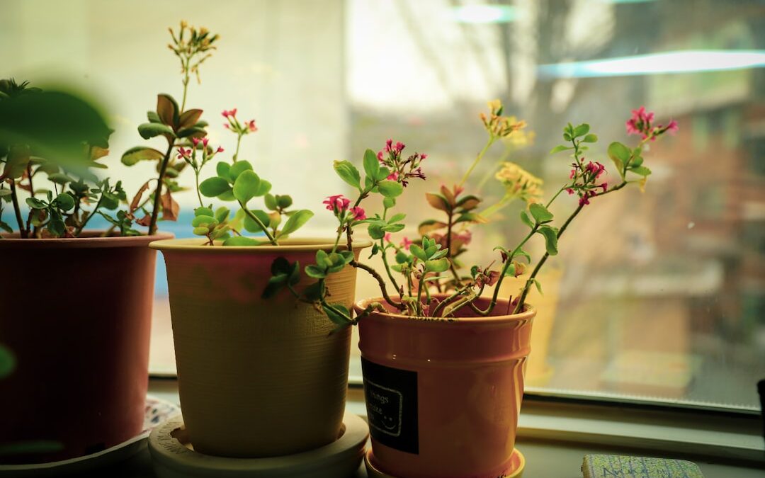 Planten in potten met of zonder gaten: wat is beter?