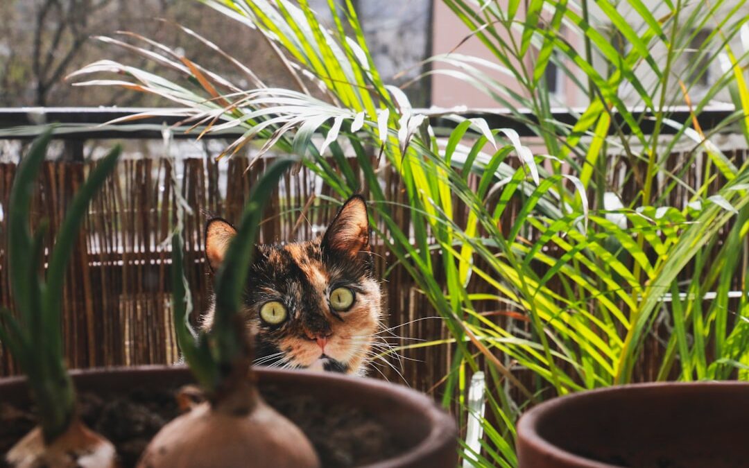Kamerplanten die veilig zijn voor huisdieren