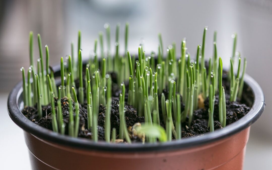 Kamerplanten die snel groeien