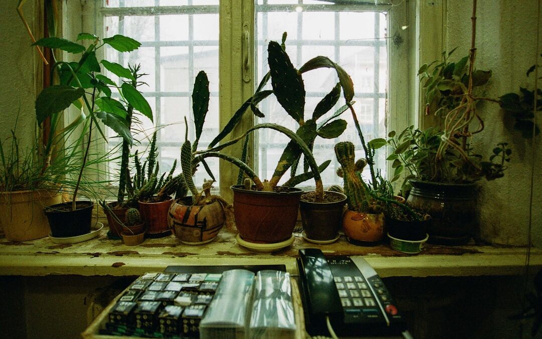 Bijzondere kamerplanten die je niet vaak ziet